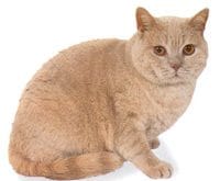 Europen_Shorthair_L.jpg Europen_Shorthair_L.jpg