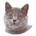 Exotic Shorthair