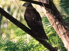Fiji_goshawk1 Fiji_goshawk1