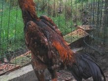 Ganoi irki Dovus horozu Ganoi irki Dovus horozu