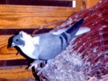 diyarbakir kuslari diyarbakir kuslari