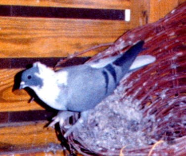 diyarbakir kuslari diyarbakir kuslari