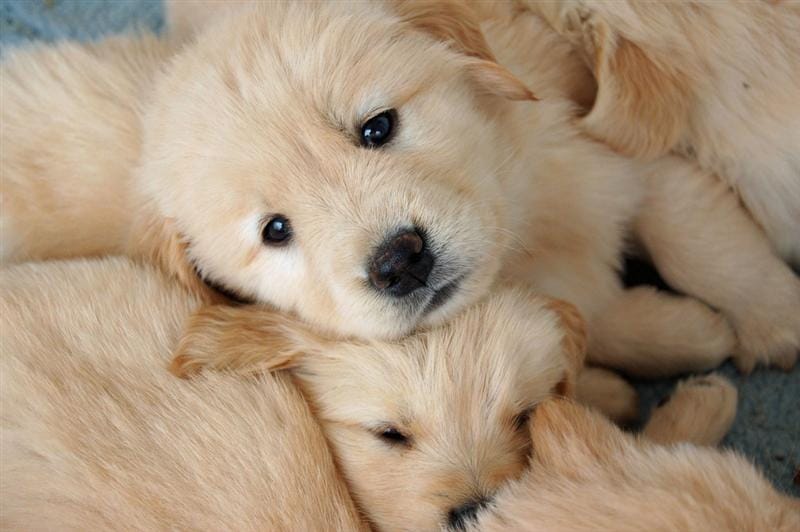 Golden Retriever Golden Retriever