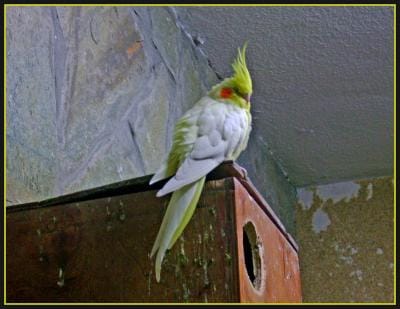 Sultan Papağanı Sultan Papağanı