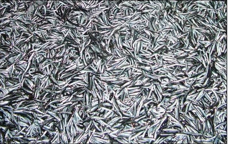 California Da bilinmeyen Hamsi ölümleri California Da bilinmeyen Hamsi ölümleri