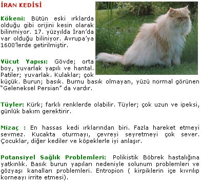 iran kedisi iran kedisi