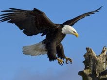 Kartal Resimleri_3.jpg Kartal Resimleri_3.jpg