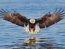 Kartal Resimleri_4.jpg Kartal Resimleri_4.jpg