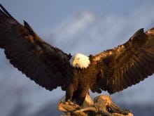 Kartal Resimleri_5.jpg Kartal Resimleri_5.jpg