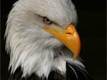 Kartal Resimleri_6.jpg Kartal Resimleri_6.jpg