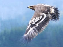 Kartal kuşu Kartal kuşu