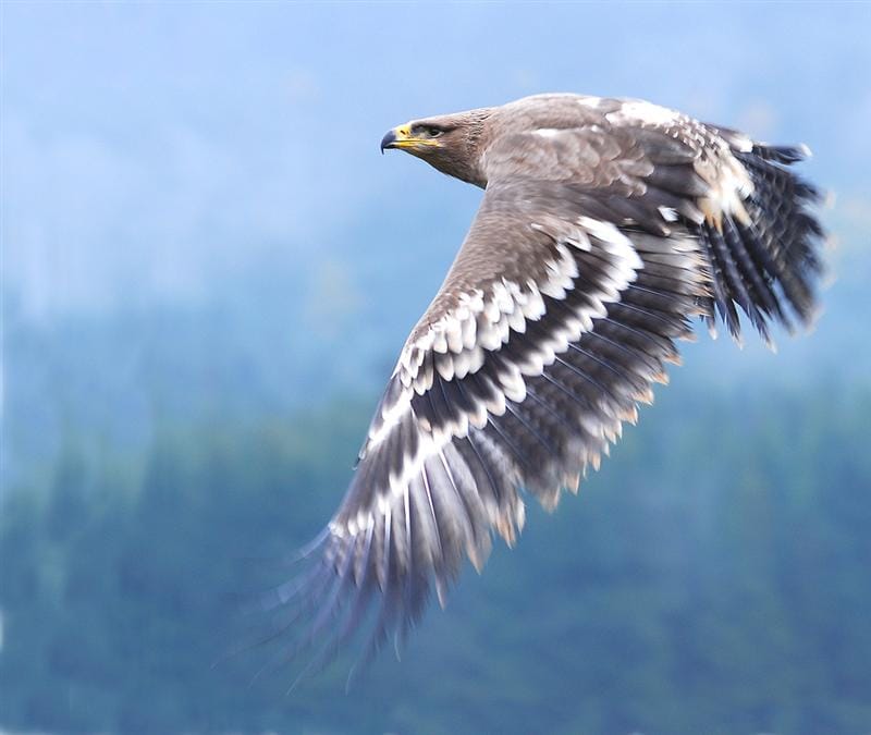 Kartal kuşu Kartal kuşu