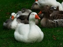 Kazların V şeklindeki Göçleri Kazların V şeklindeki Göçleri