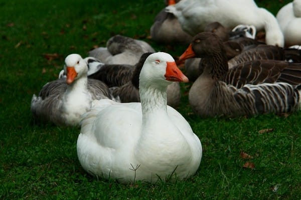 Kazların V şeklindeki Göçleri Kazların V şeklindeki Göçleri