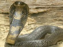 Kobra Yılanı_1.gif Kobra Yılanı_1.gif