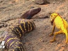 Kobra Yılanı_10.jpg Kobra Yılanı_10.jpg
