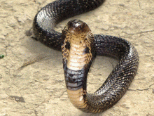 Kobra Yılanı_2.gif Kobra Yılanı_2.gif