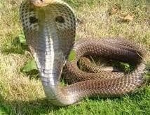 Kobra Yılanı_3.jpg Kobra Yılanı_3.jpg