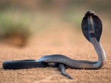 Kobra Yılanı_4.Jpeg Kobra Yılanı_4.Jpeg