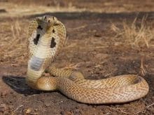 Kobra Yılanı_5.jpg Kobra Yılanı_5.jpg