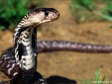 Kobra Yılanı_6.jpg Kobra Yılanı_6.jpg