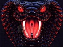 Kobra Yılanı_8.jpg Kobra Yılanı_8.jpg