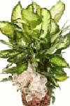 Konu_Kedi_Dieffenbachia_70_2.jpg Konu_Kedi_Dieffenbachia_70_2.jpg