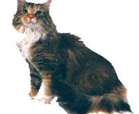 Maine_Coon_L.jpg