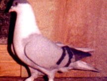 Mavibas.jpg Mavibas.jpg