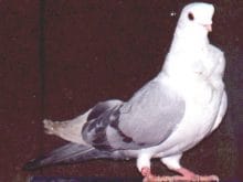 Misiri.jpg Misiri.jpg