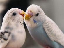 Muhabbet kuşları_3.jpg Muhabbet kuşları_3.jpg