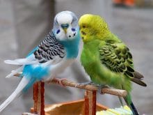 Muhabbet kuşları_4.jpg Muhabbet kuşları_4.jpg