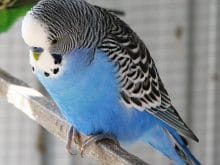 Muhabbet kuşları_6.jpg Muhabbet kuşları_6.jpg