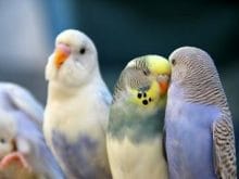 Muhabbet kuşları_7.jpg Muhabbet kuşları_7.jpg