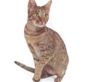 Ocicat_L.jpg