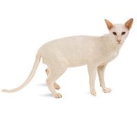 Oriental_Shorthair_L.jpg Oriental_Shorthair_L.jpg
