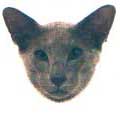 Oriental Shorthair Oriental Shorthair