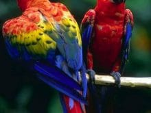 Renkli tatlı papağanlar Renkli tatlı papağanlar
