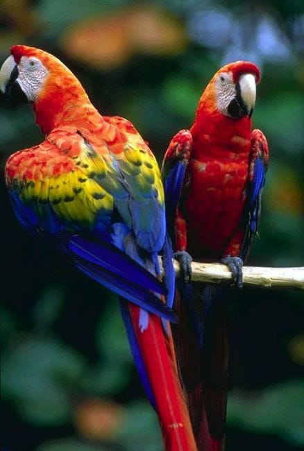 Renkli tatlı papağanlar Renkli tatlı papağanlar