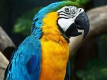 Papağan resimleri_1.jpeg Papağan resimleri_1.jpeg