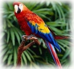 Papağan resimleri Papağan resimleri