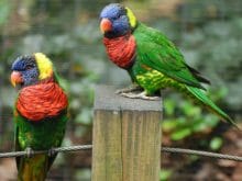 Papağan resimleri_3.jpg Papağan resimleri_3.jpg