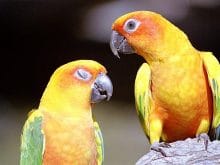 Papağan resimleri_5.jpg Papağan resimleri_5.jpg