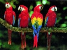 Papağan resimleri_6.jpg Papağan resimleri_6.jpg