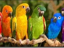 Papağan resimleri_7.jpg Papağan resimleri_7.jpg