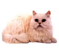 Persian Persian