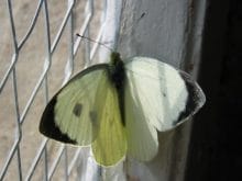 Pieris_brassicae_2.jpeg