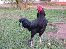 Rampuri irki dovus horozu Rampuri irki dovus horozu