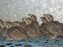 Ruyada Keklik Yavrusu Gormek Ruyada Keklik Yavrusu Gormek