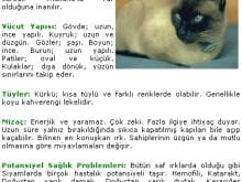 siyam kedisi siyam kedisi